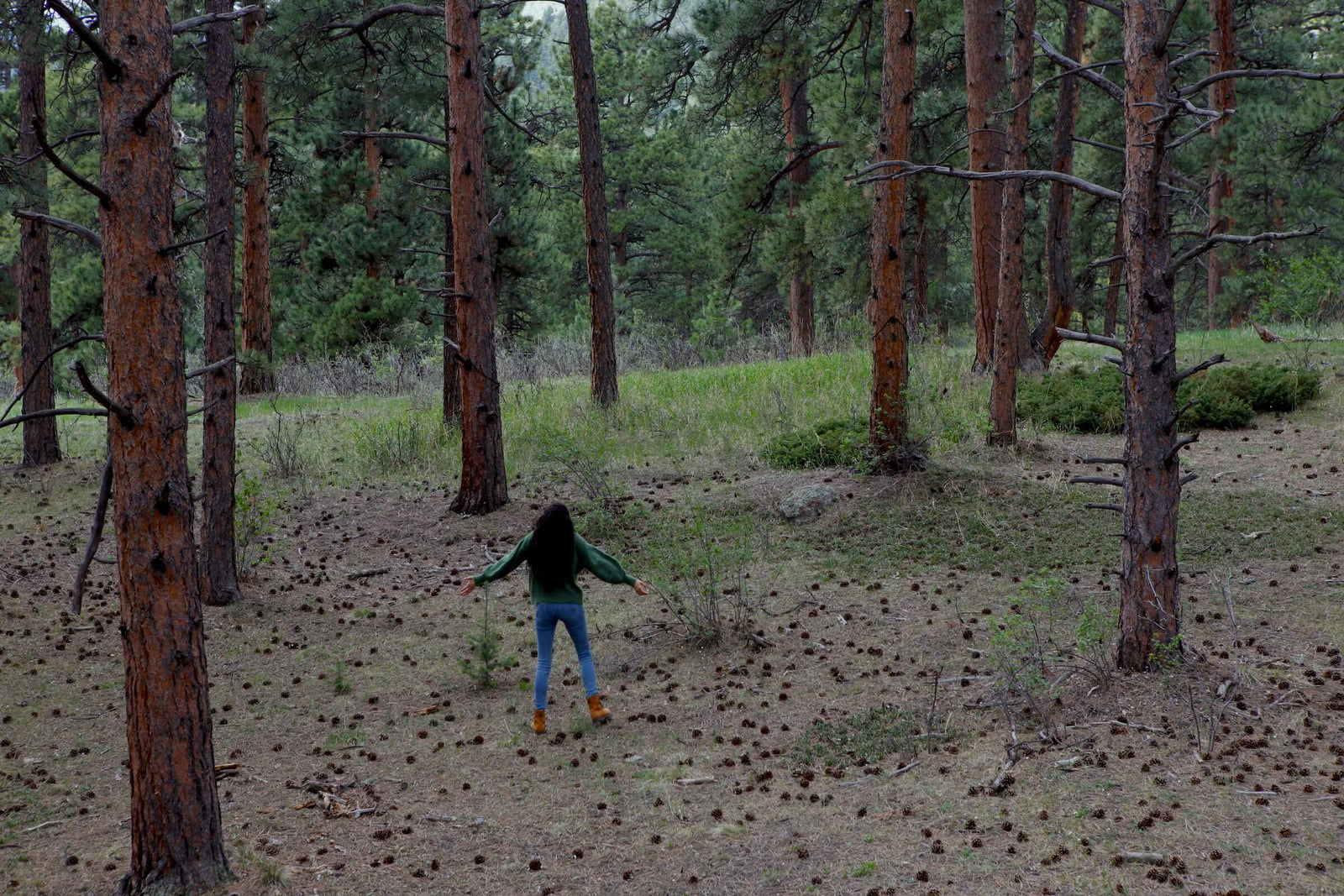 high angle from a rock - looking across a forest at a woman standing with her arms open looking up at trees - forest bathing