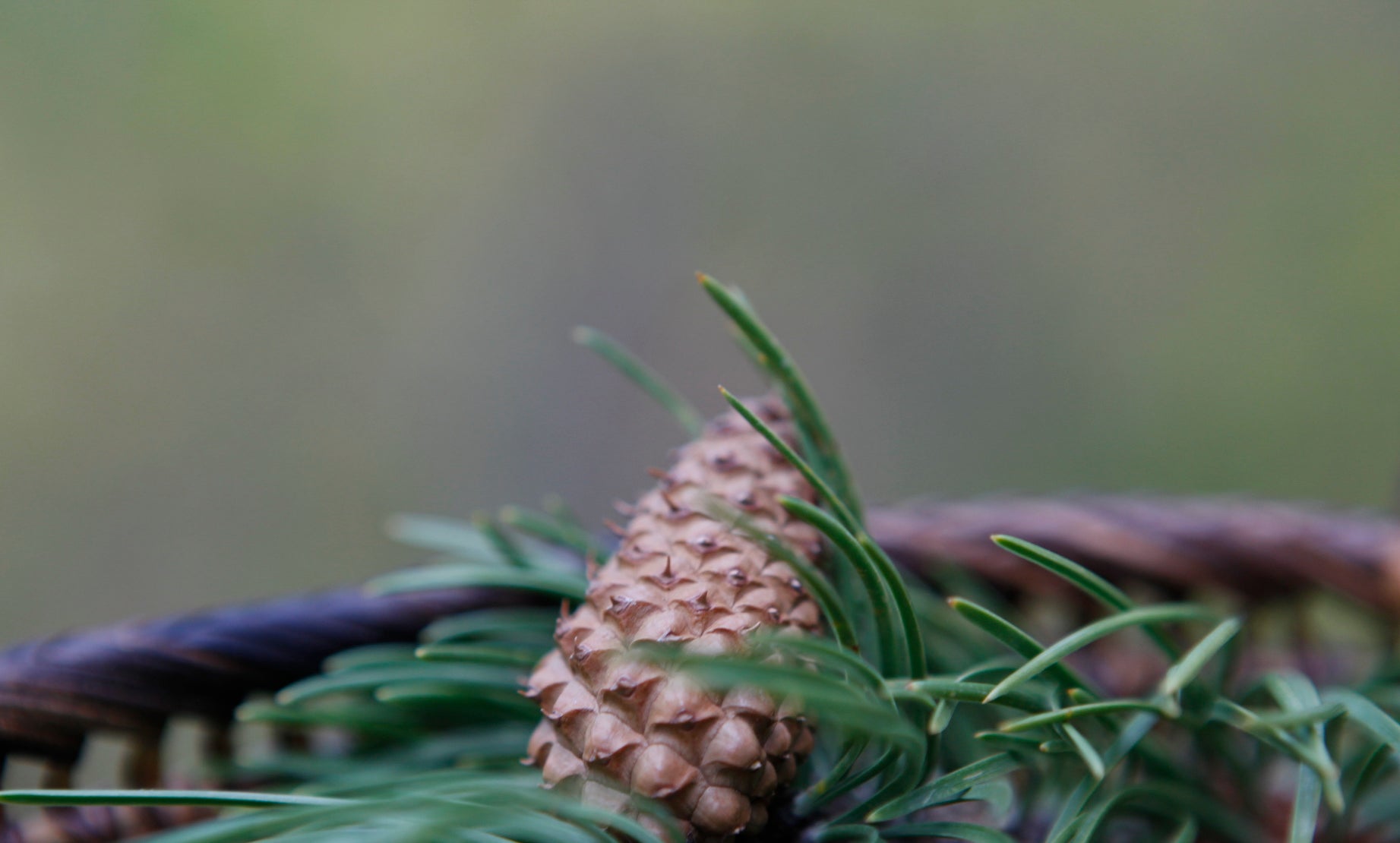 Pine cones and pine needles in a basket for pine needle tea